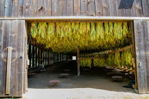 bestlooseleaftobacco